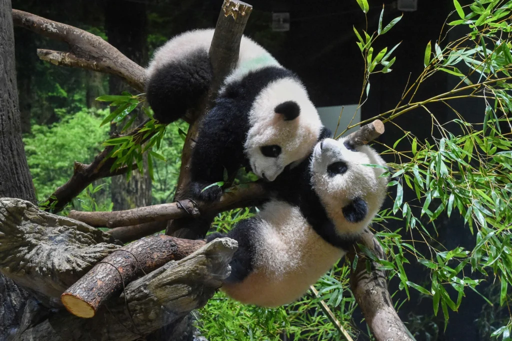 Two pandas , green grass , brown tree trunk , tall trees